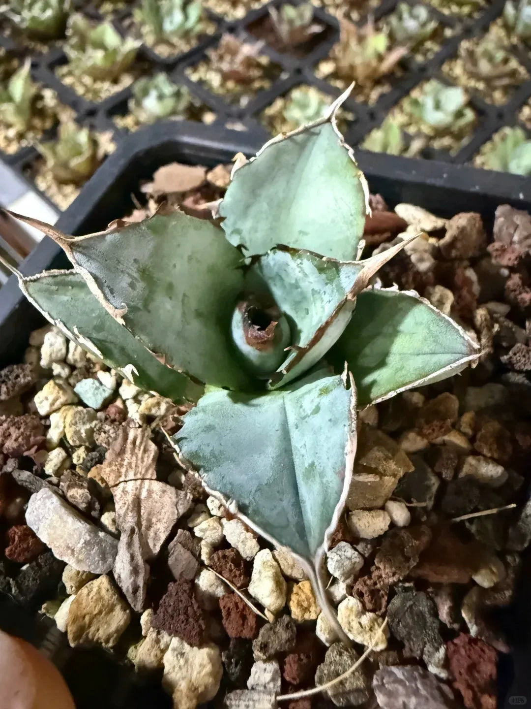 Agave 'Excalibur' (Sword Saint Agave) - 3'' Pot Soil Song