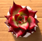 Red and green succulent rosettes in small white pot