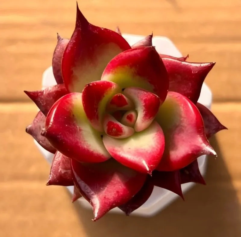 Red succulent rosette plant in small white pot