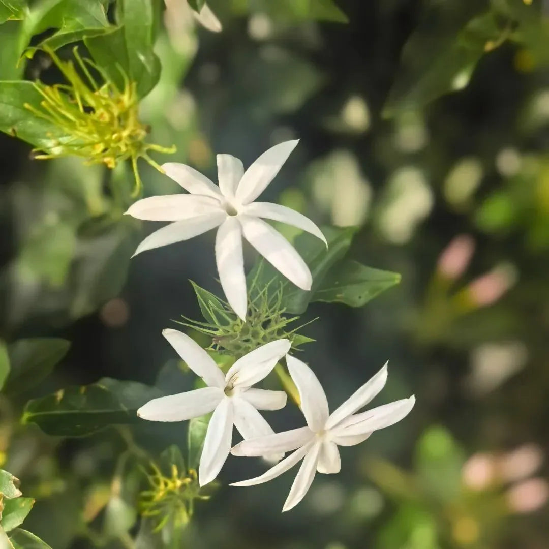 Arabian Jasmine Soil Song