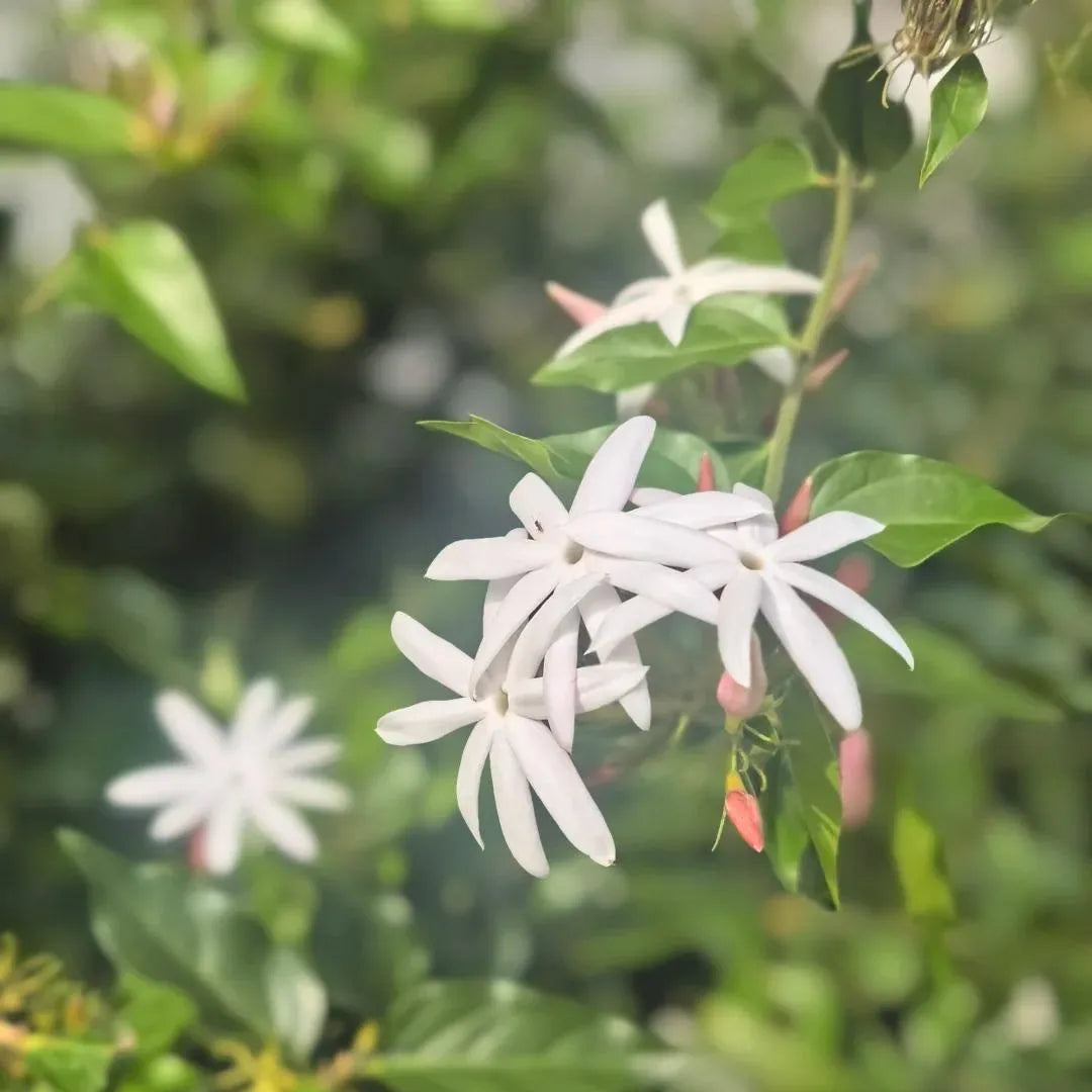 Arabian Jasmine Soil Song