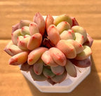 Succulent plant arrangement in white hexagonal 2-inch pot with pink and green rosettes