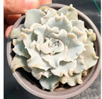 Cream-white ruffled frosting bites in a bowl, layered petals and curls