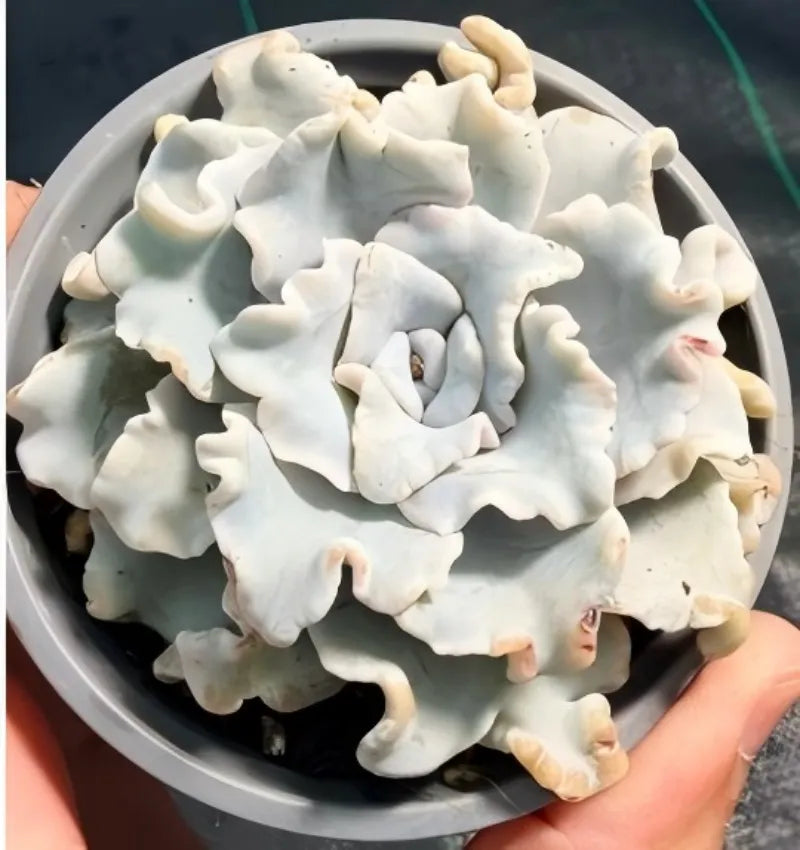 Cream-white ruffled dessert pieces in a bowl, dense curls and scalloped edges