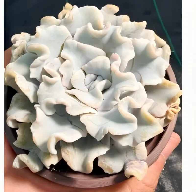 Cream-white ruffled frosting pieces in a bowl, compact swirl center