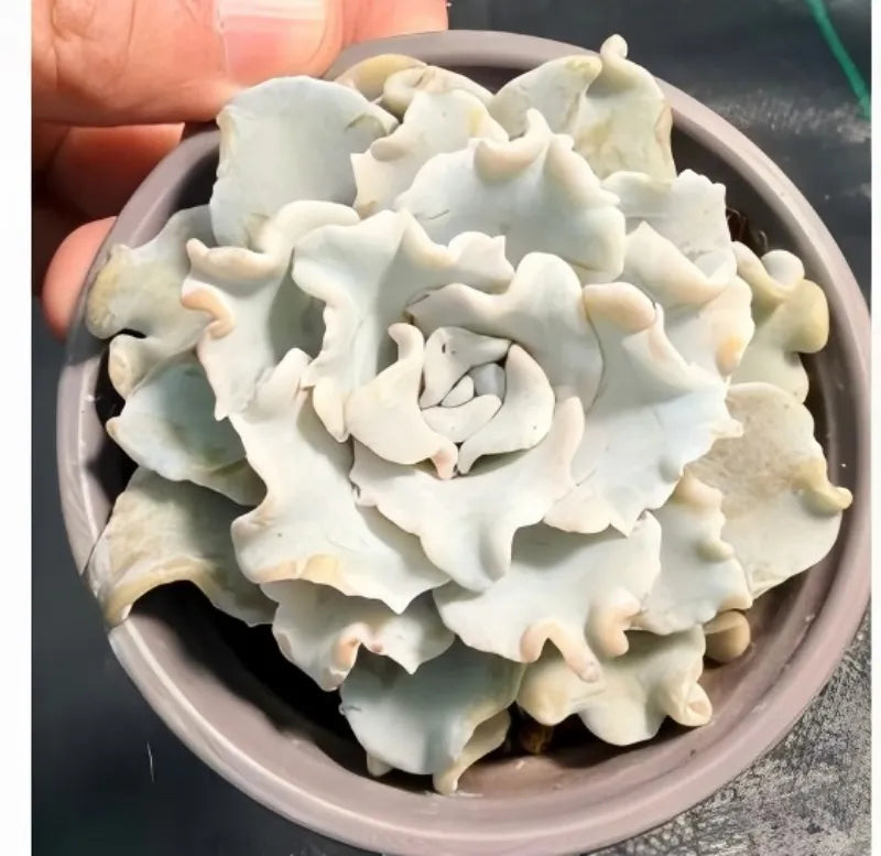 Cream-white ruffled frosting bites in a bowl, soft petal-like layers