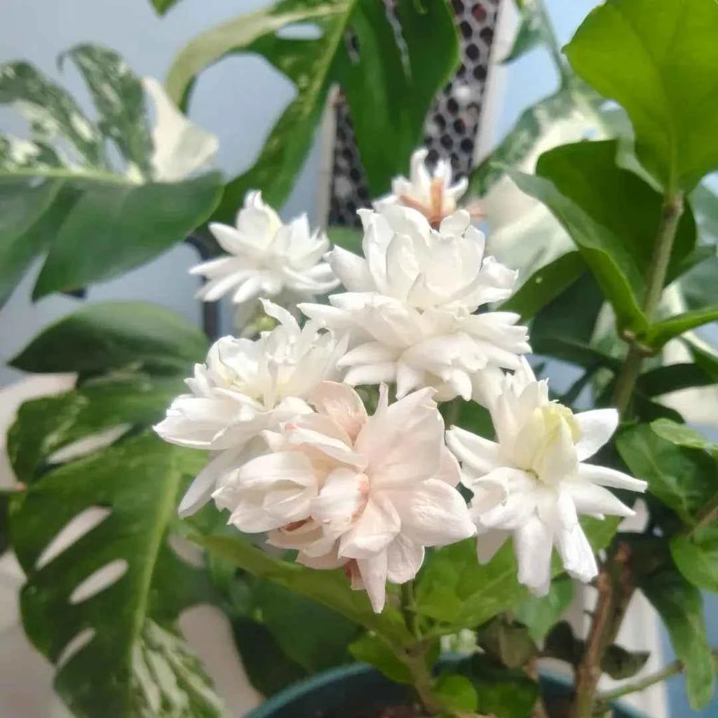 Belle of India Jasmine