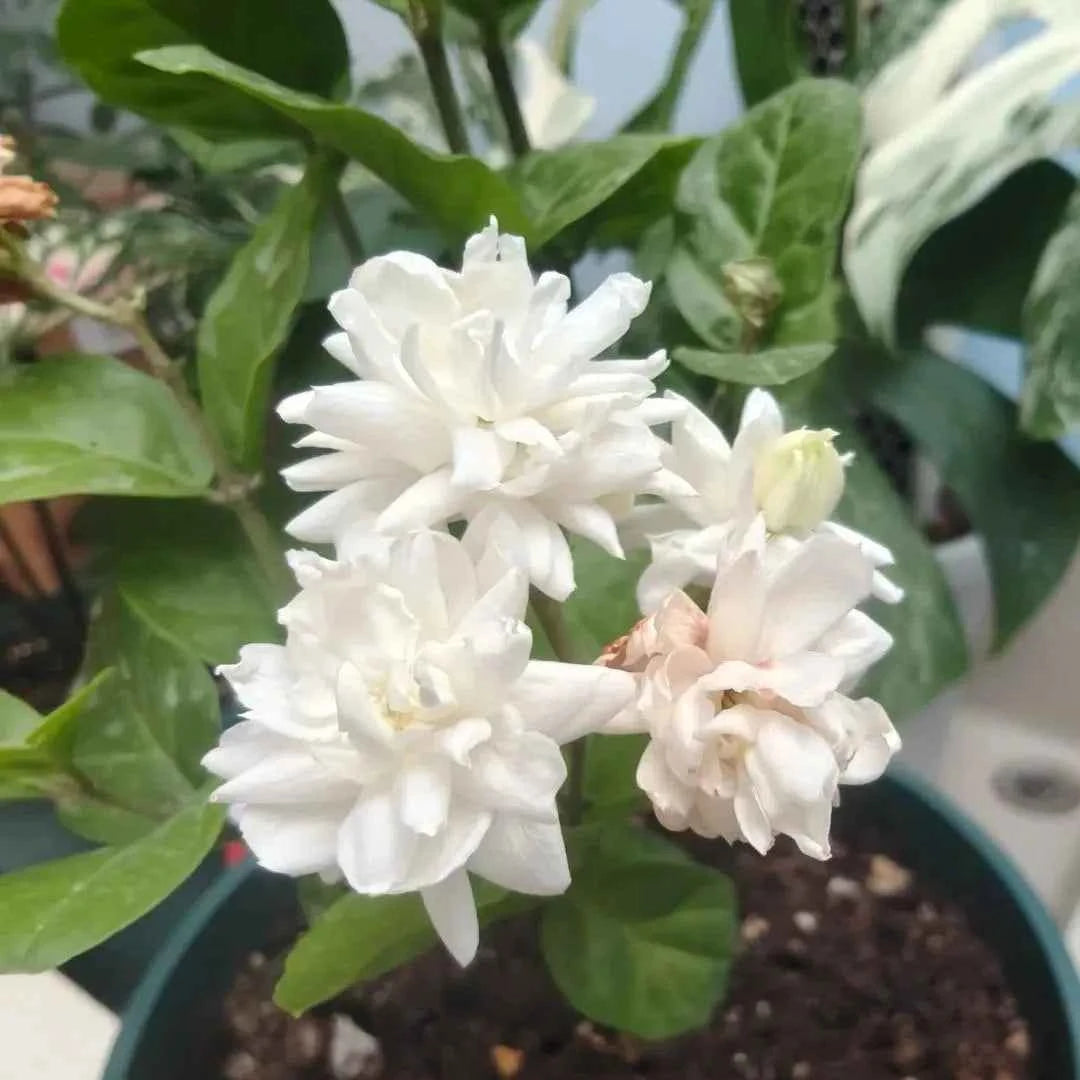 Belle of India Jasmine