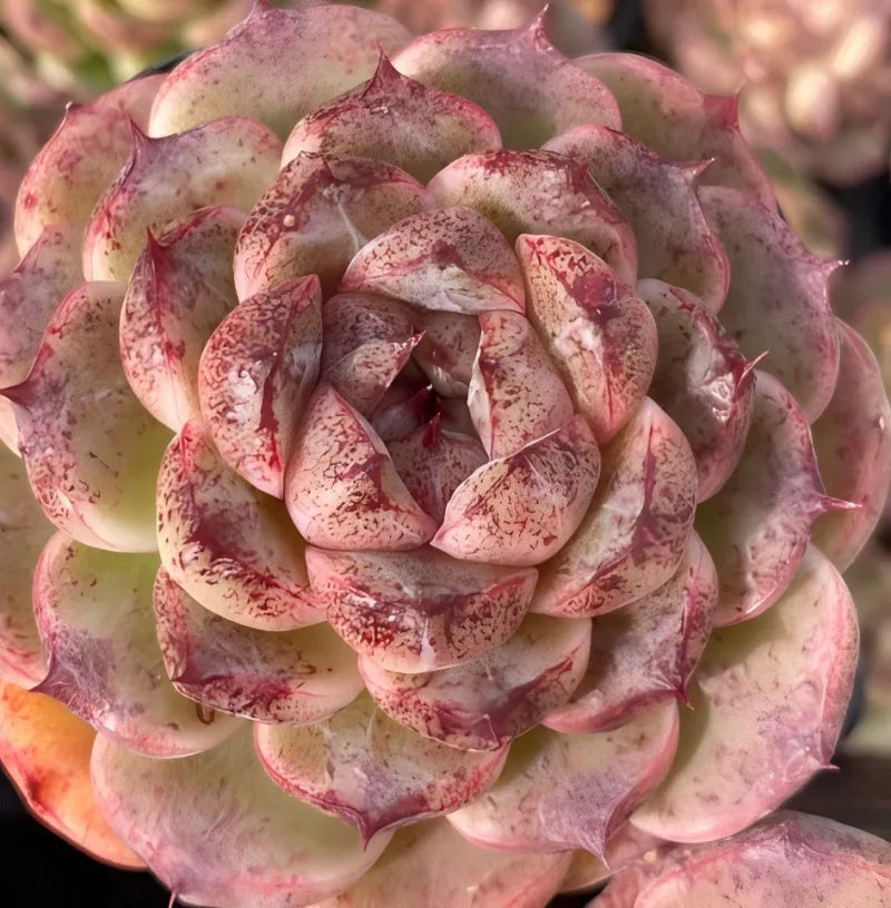 3 in potted rosette succulent with pink and red speckled petals