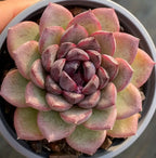 Succulent in 4-inch pot with pink and purple rosette leaves