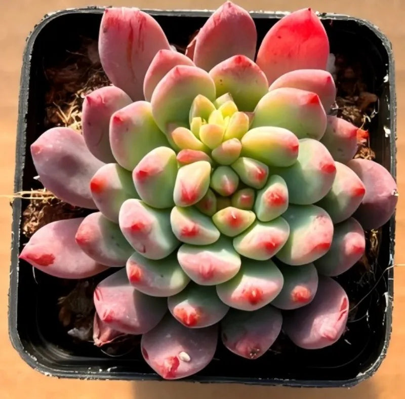 2-inch pot succulent with rosette of light green leaves and pink tips