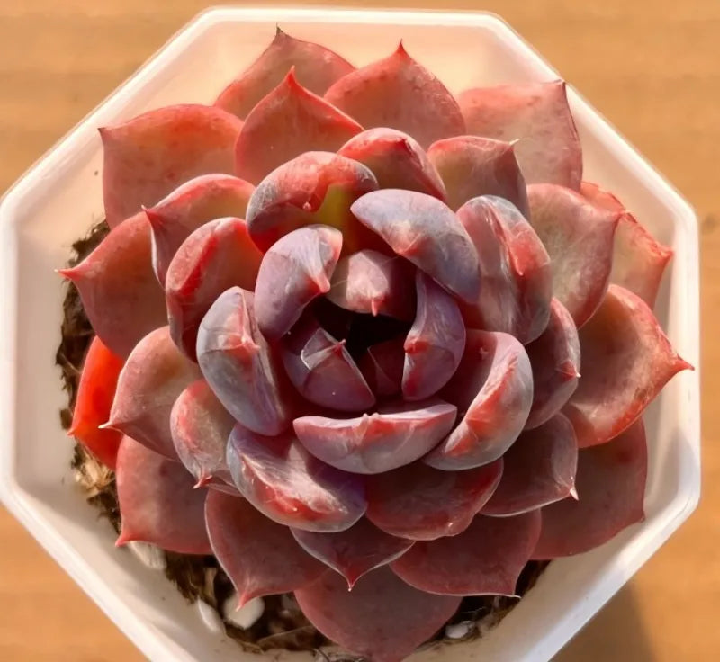 Red succulent rosette with blue leaves in a 2-inch pot