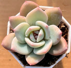 Pale blue-green succulent rosette with pink-tinted tips in small planter pot