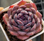 Blueberry 2-inch succulent close-up, purple inner rosette with pink outer leaves