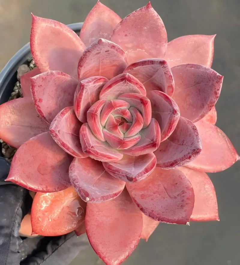 4-inch potted succulent close-up showing layered pink rosette leaves