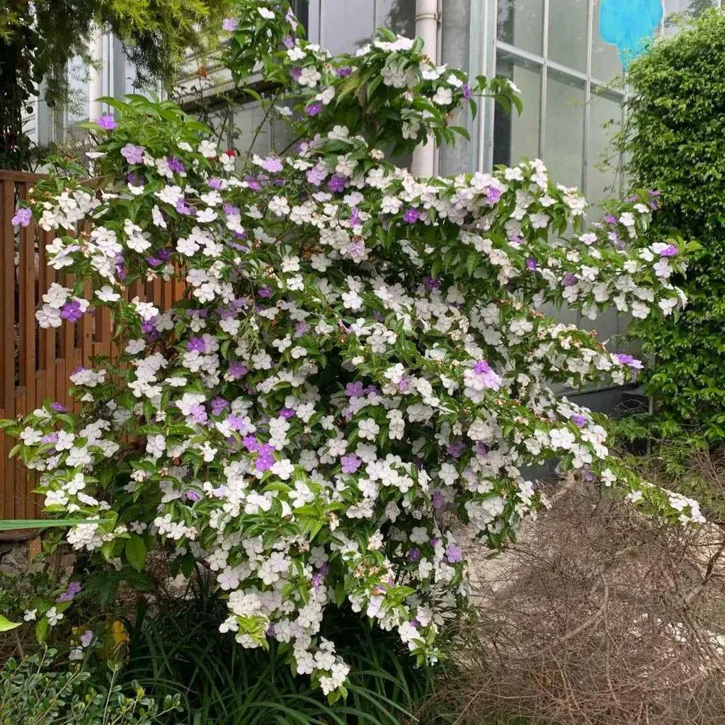Yesterday, Today and Tomorrow - Brunfelsia pauciflora