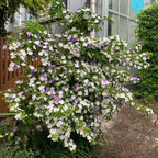 Yesterday, Today and Tomorrow - Brunfelsia pauciflora