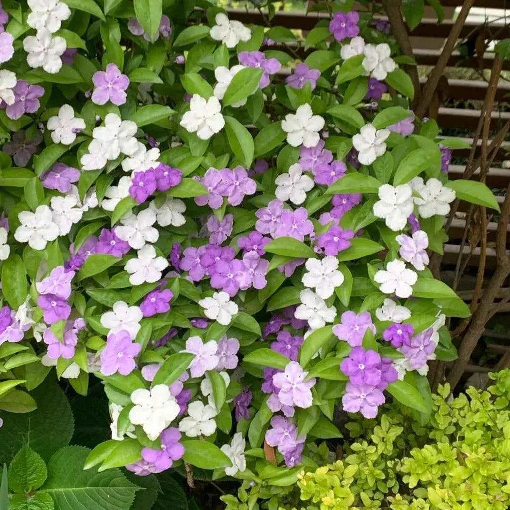 Yesterday, Today and Tomorrow - Brunfelsia pauciflora