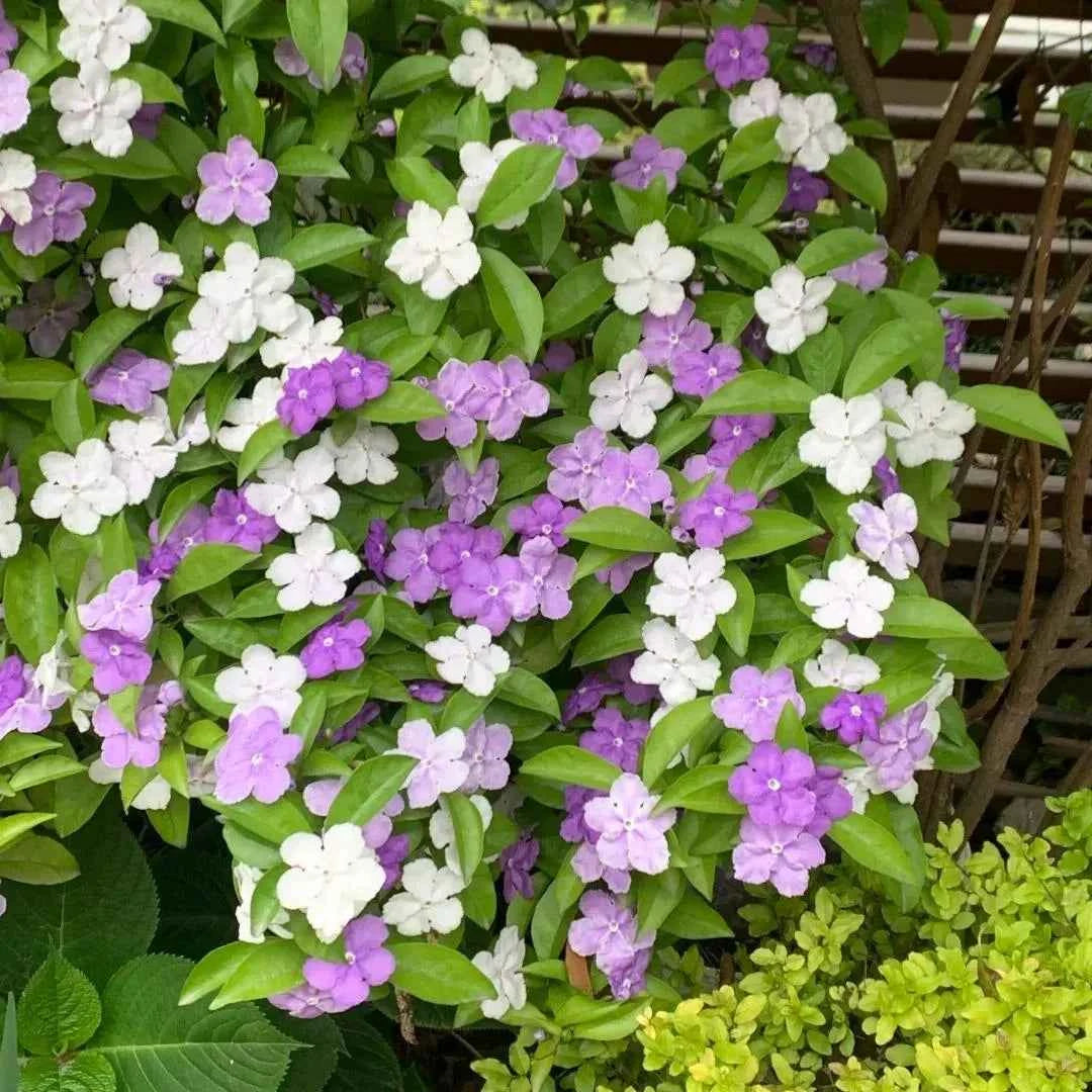Yesterday, Today and Tomorrow - Brunfelsia pauciflora