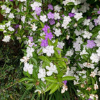 Yesterday, Today and Tomorrow - Brunfelsia pauciflora