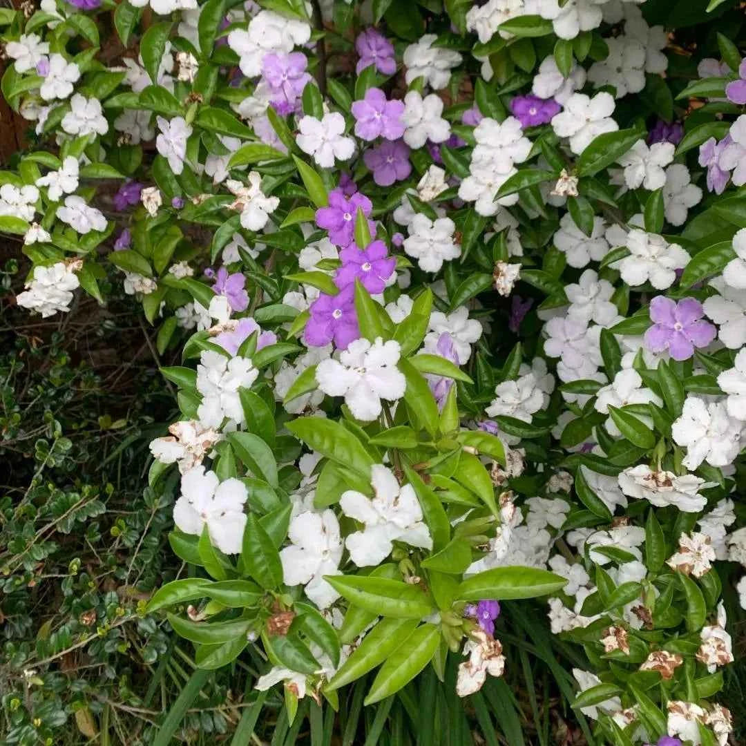 Yesterday, Today and Tomorrow - Brunfelsia pauciflora