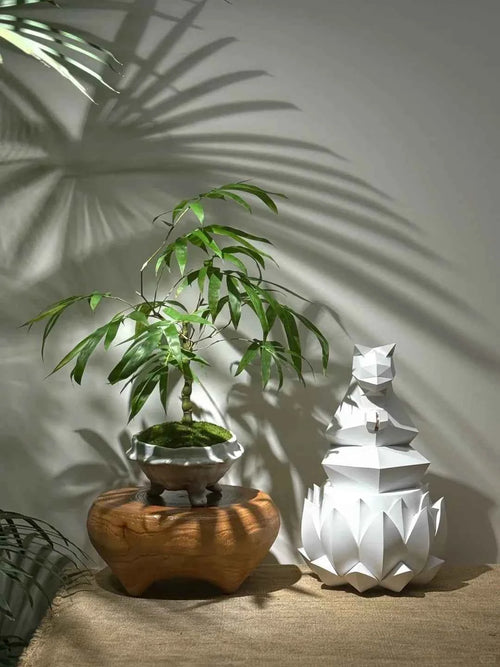 Buddha's Belly Bamboo