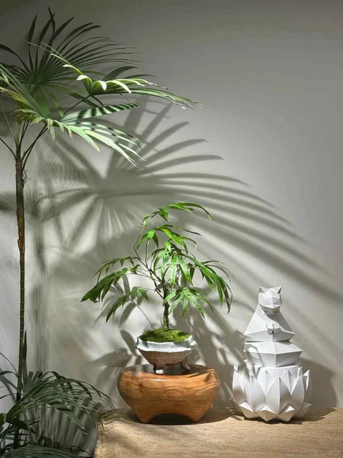 Buddha's Belly Bamboo