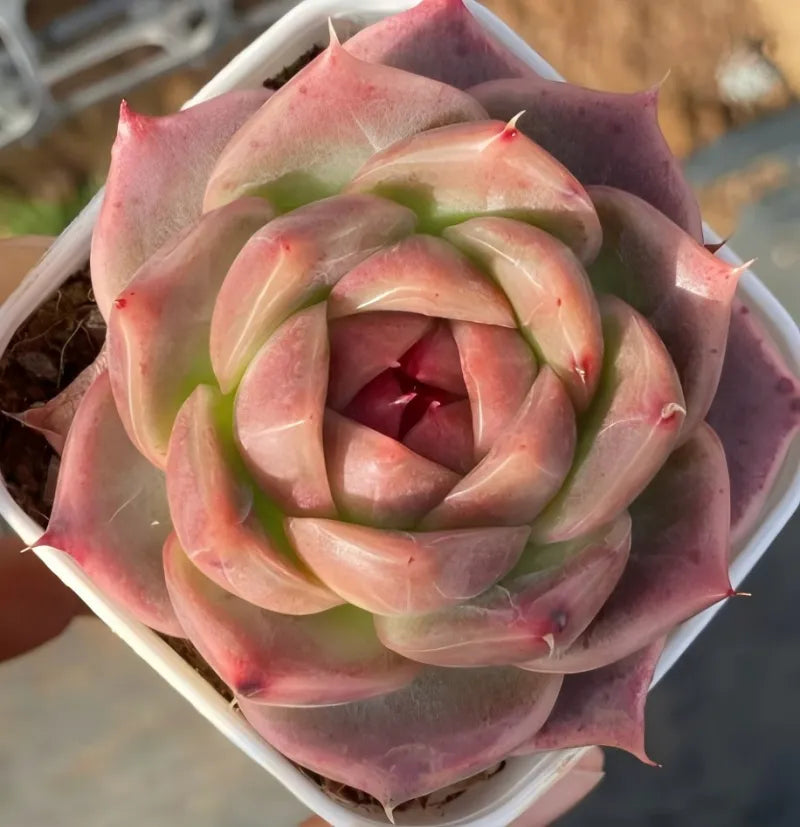 Potted succulent rosette in 2-inch pot, rose-pink and green tones