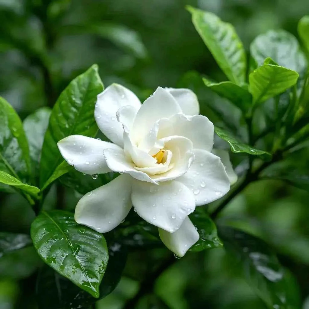 Cape Jasmine
