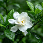 Cape Jasmine