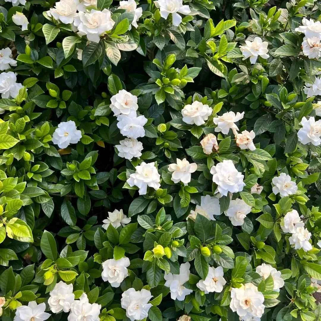 Cape Jasmine