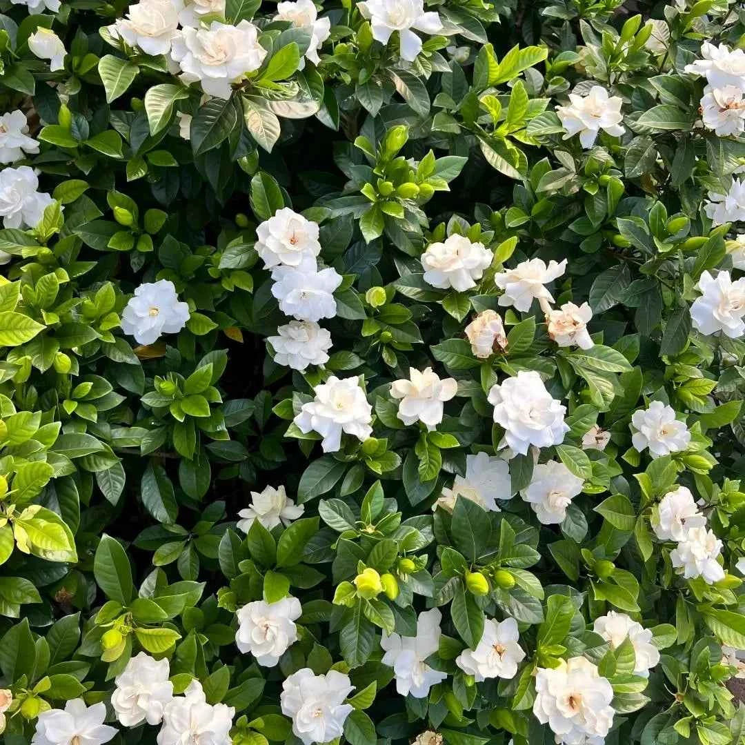 Cape Jasmine