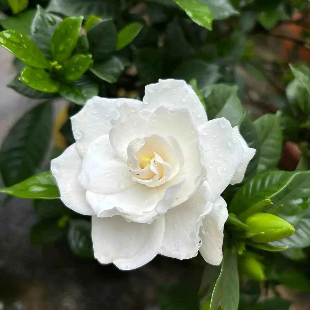 Cape Jasmine