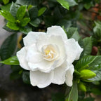 Cape Jasmine