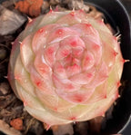 Succulent rosette in dark pot, pale cream leaves with pink center and red tips