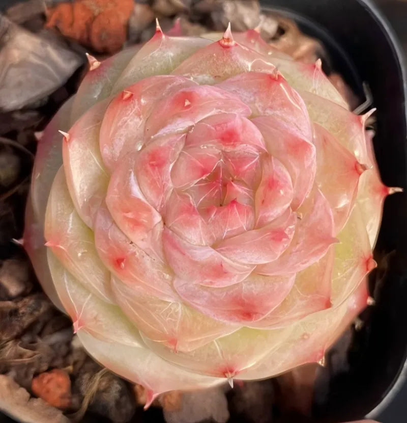 Succulent rosette in dark pot, pale cream leaves with pink center and red tips