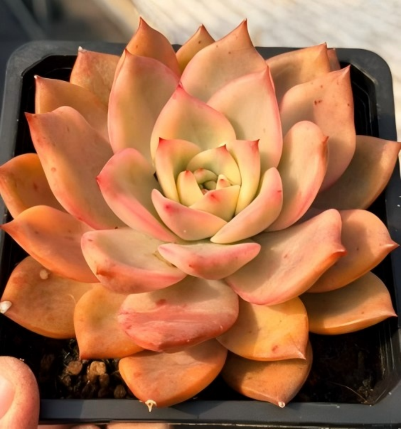 Rosette succulent in peach, cream, and pink with curled inner petals, in pot tray.