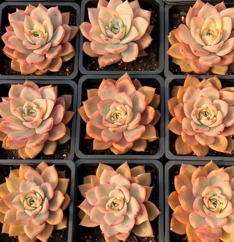 Set of nine rosette succulents in peach, cream, and pink, each with green centers.