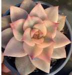 Carmela succulent rosette in 4 in pot, close-up pale cream leaves with pink edges