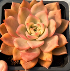 Peach, cream, and pink rosette succulent with layered pointed petals, single plant.