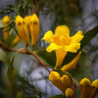 Carolina Jessamine
