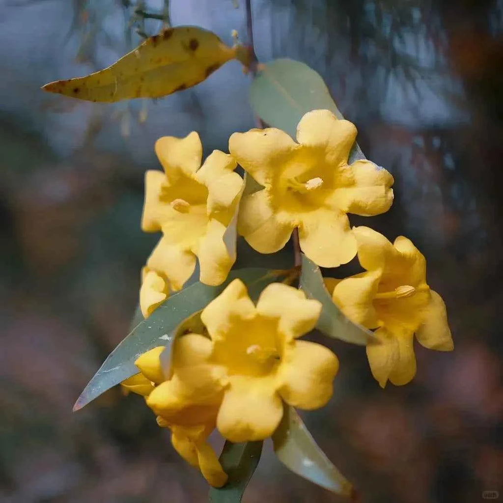 Carolina Jessamine