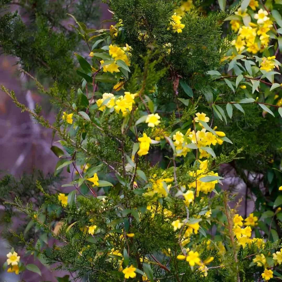 Carolina Jessamine