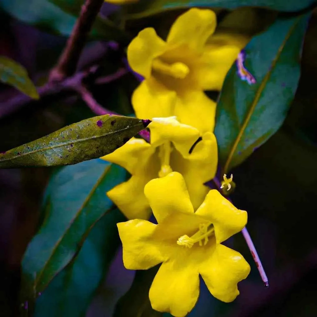 Carolina Jessamine