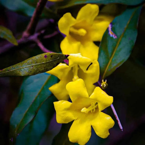 Carolina Jessamine yellow flowers with dark green leaves, close-up