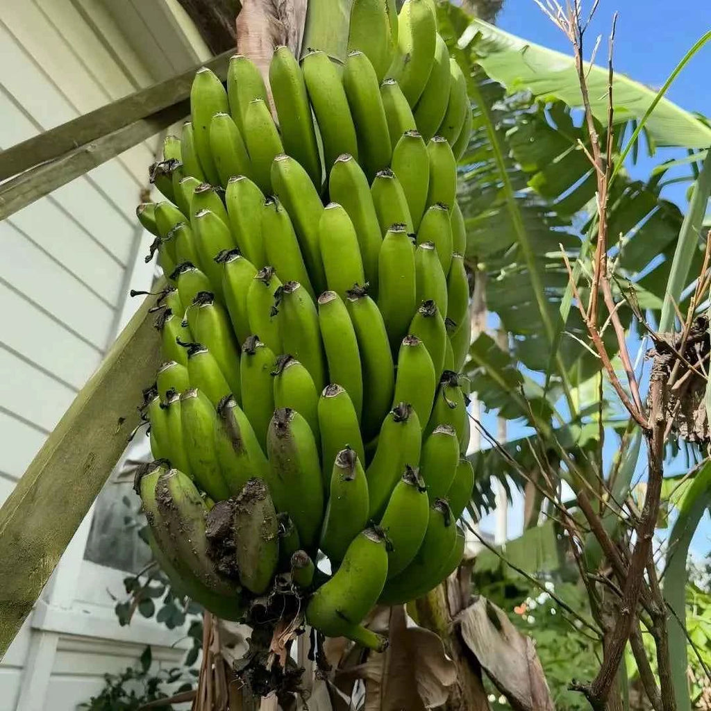 Cavendish Dwarf Banana Tree