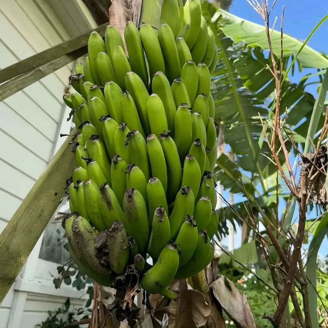 Cavendish Dwarf Banana Tree