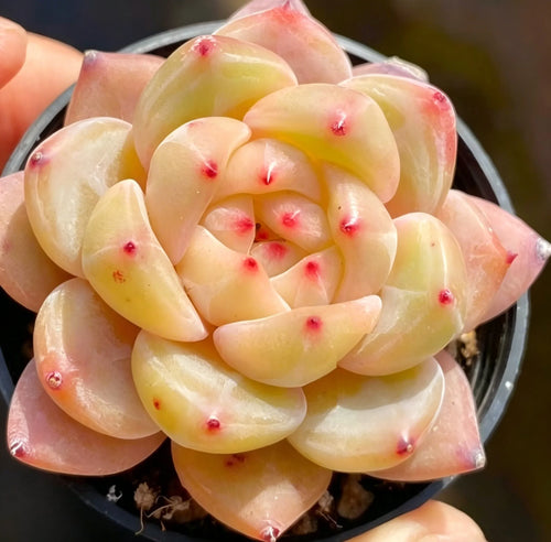 Succulent rosette plant in 2-inch pot, pale yellow-green leaves with pink-red tips