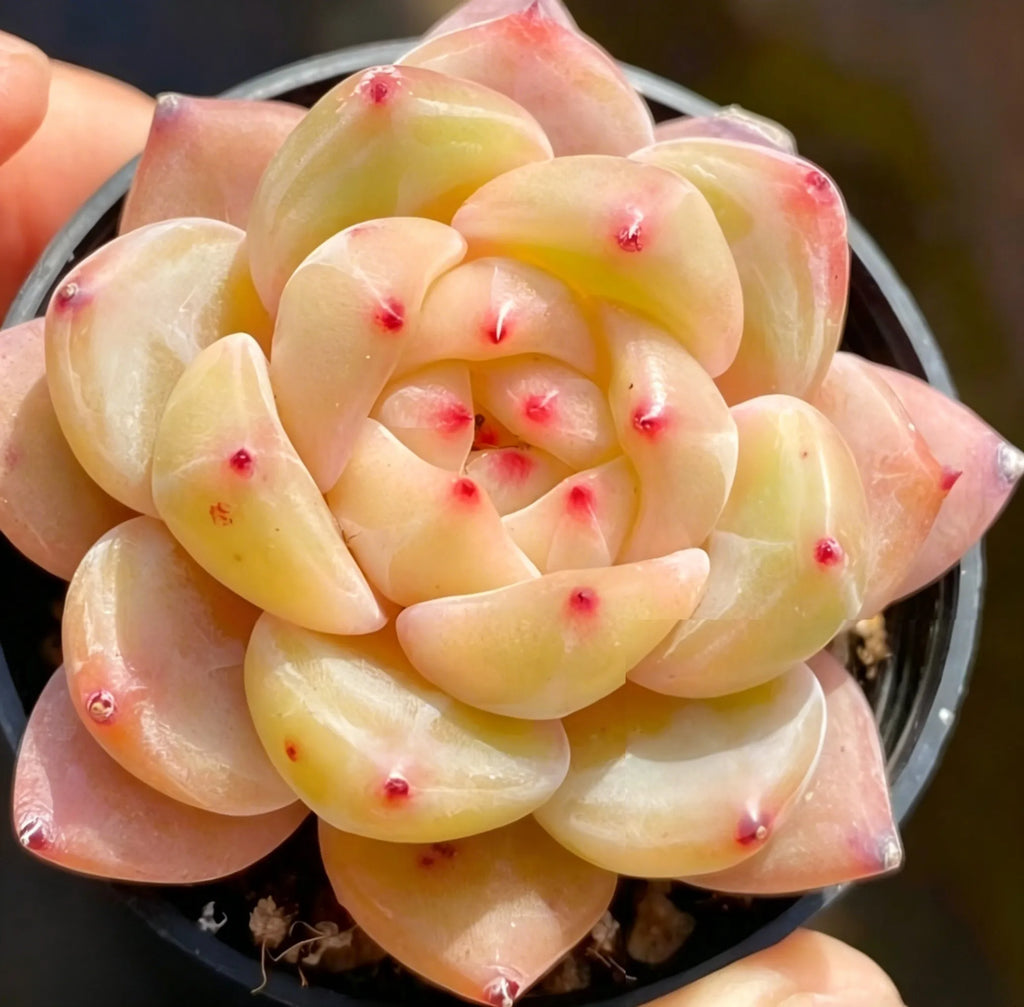 Succulent rosette plant in pot, layered pale yellow leaves with scattered pink-red dots