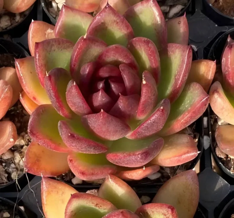 Single rosette succulent pot, layered pink-and-green leaves with dark center